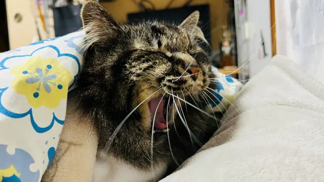 巣ごもりゴールデンウイークでした! 毎日のんびり過ごしたトラちゃん