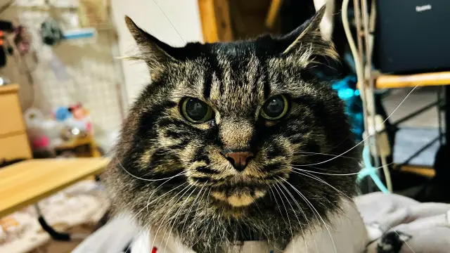 巣ごもりゴールデンウイークでした! 毎日のんびり過ごしたトラちゃん