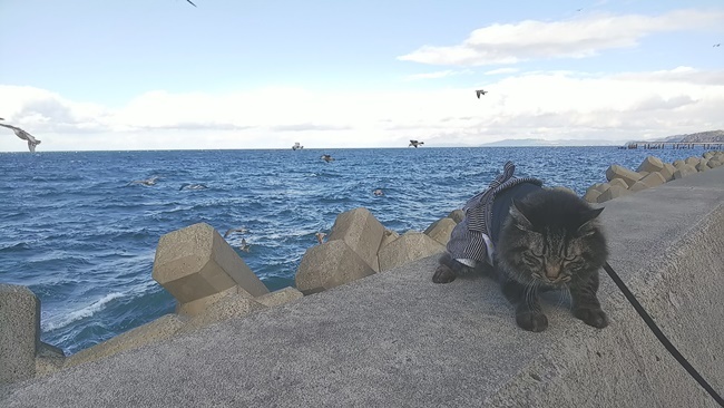 防波堤は寒くてカモメがいっぱい