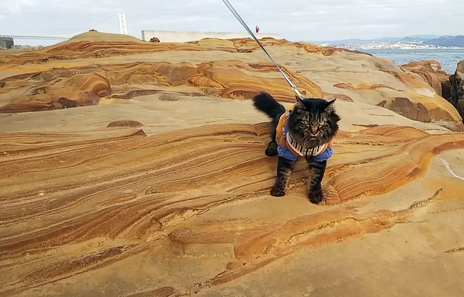 トラちゃんパワーを頂く！ 淡路島のパワースポット 絵島 えしま