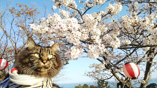 桜満開の中に猫が沢山♪ 寝て猫、野良猫だけどみんな可愛い！ ここでトラちゃんと出会ったんですよ！ 必ずいます！運命の猫