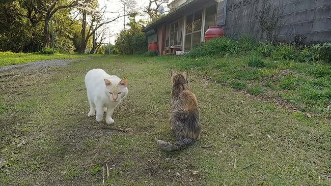 桜満開の中に猫が沢山♪ 寝て猫、野良猫だけどみんな可愛い！ ここでトラちゃんと出会ったんですよ！ 必ずいます！運命の猫