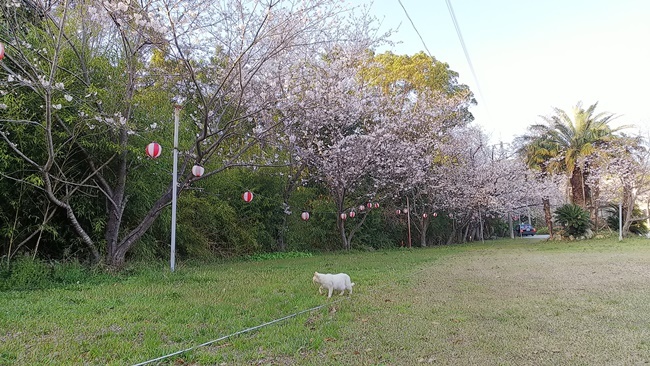 桜満開の中に猫が沢山♪ 寝て猫、野良猫だけどみんな可愛い！ ここでトラちゃんと出会ったんですよ！ 必ずいます！運命の猫