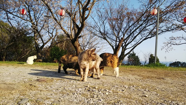 桜満開の中に猫が沢山♪ 寝て猫、野良猫だけどみんな可愛い！ ここでトラちゃんと出会ったんですよ！ 必ずいます！運命の猫