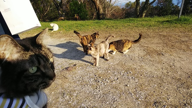 桜満開の中に猫が沢山♪ 寝て猫、野良猫だけどみんな可愛い！ ここでトラちゃんと出会ったんですよ！ 必ずいます！運命の猫