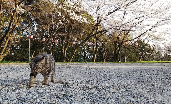 桜満開の中に猫が沢山♪ 寝て猫、野良猫だけどみんな可愛い！ ここでトラちゃんと出会ったんですよ！ 必ずいます！運命の猫