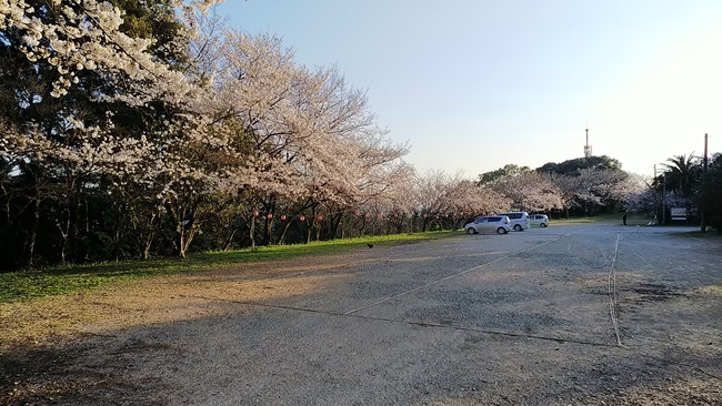 桜満開の中に猫が沢山♪ 寝て猫、野良猫だけどみんな可愛い！ ここでトラちゃんと出会ったんですよ！ 必ずいます！運命の猫