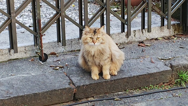 桜満開の中に猫が沢山♪ 寝て猫、野良猫だけどみんな可愛い！ ここでトラちゃんと出会ったんですよ！ 必ずいます！運命の猫