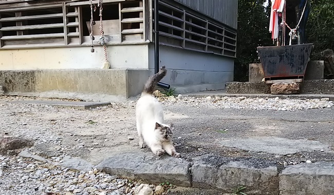 桜満開の中に猫が沢山♪ 寝て猫、野良猫だけどみんな可愛い！ ここでトラちゃんと出会ったんですよ！ 必ずいます！運命の猫