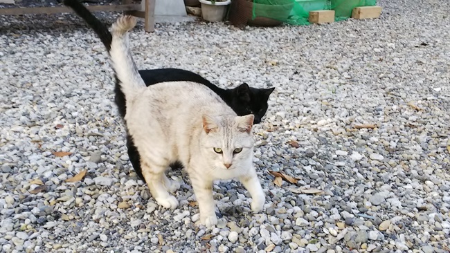 桜満開の中に猫が沢山♪ 寝て猫、野良猫だけどみんな可愛い！ ここでトラちゃんと出会ったんですよ！ 必ずいます！運命の猫