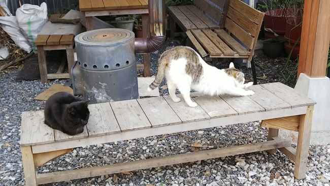 桜満開の中に猫が沢山♪ 寝て猫、野良猫だけどみんな可愛い！ ここでトラちゃんと出会ったんですよ！ 必ずいます！運命の猫