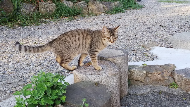 桜満開の中に猫が沢山♪ 寝て猫、野良猫だけどみんな可愛い！ ここでトラちゃんと出会ったんですよ！ 必ずいます！運命の猫