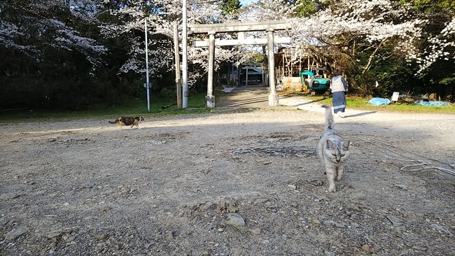 桜満開の中に猫が沢山♪ 寝て猫、野良猫だけどみんな可愛い！ ここでトラちゃんと出会ったんですよ！ 必ずいます！運命の猫