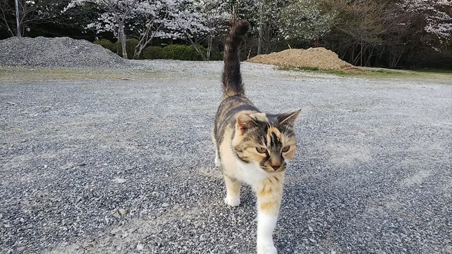 桜満開の中に猫が沢山♪ 寝て猫、野良猫だけどみんな可愛い！ ここでトラちゃんと出会ったんですよ！ 必ずいます！運命の猫