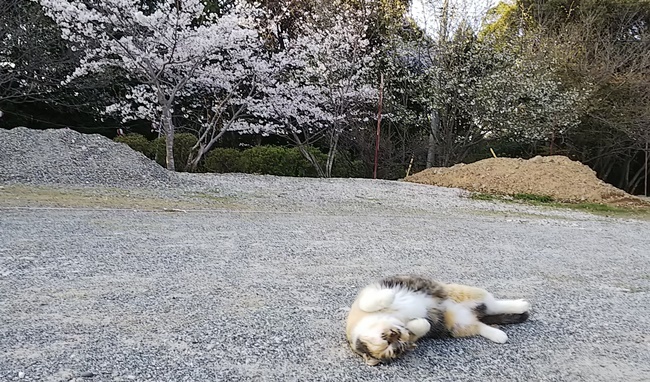 桜満開の中に猫が沢山♪ 寝て猫、野良猫だけどみんな可愛い！ ここでトラちゃんと出会ったんですよ！ 必ずいます！運命の猫