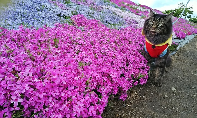 猫だって芝桜を楽しむんだぞ～ 愛媛県西条市の芝桜 禎瑞芝桜（ていずい） 中山川沿い