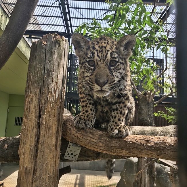 飼い主がジャガーの赤ちゃんを見て来たと騒いでおります。 高知市無料動物園 わんぱーく高知